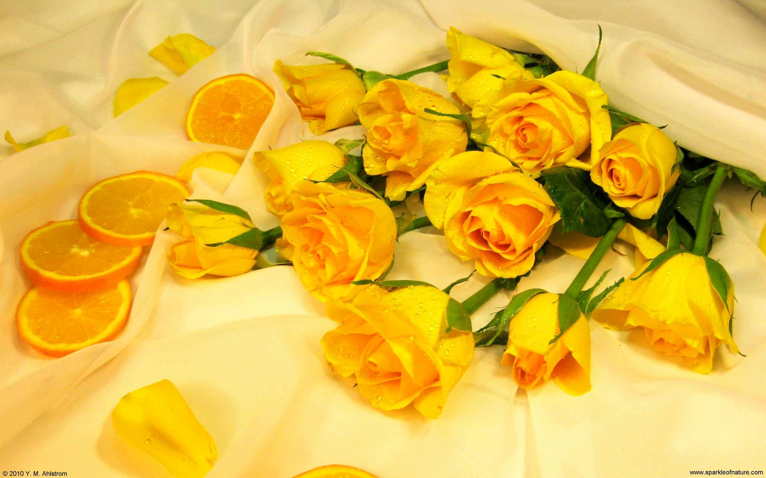 A bunch of yellow roses and orange slices - Light yellow, pastel yellow, 2560x1600