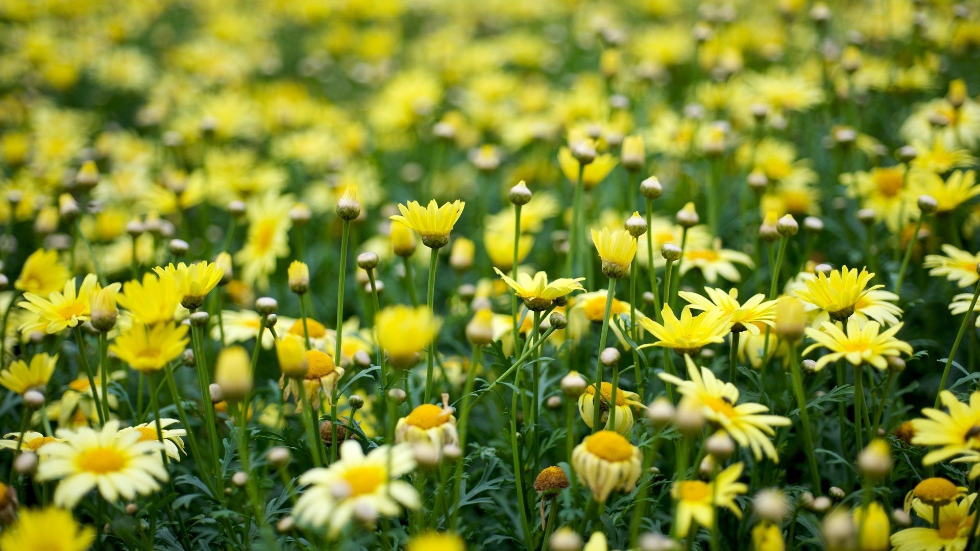A field of yellow flowers with some green stems. - Light yellow