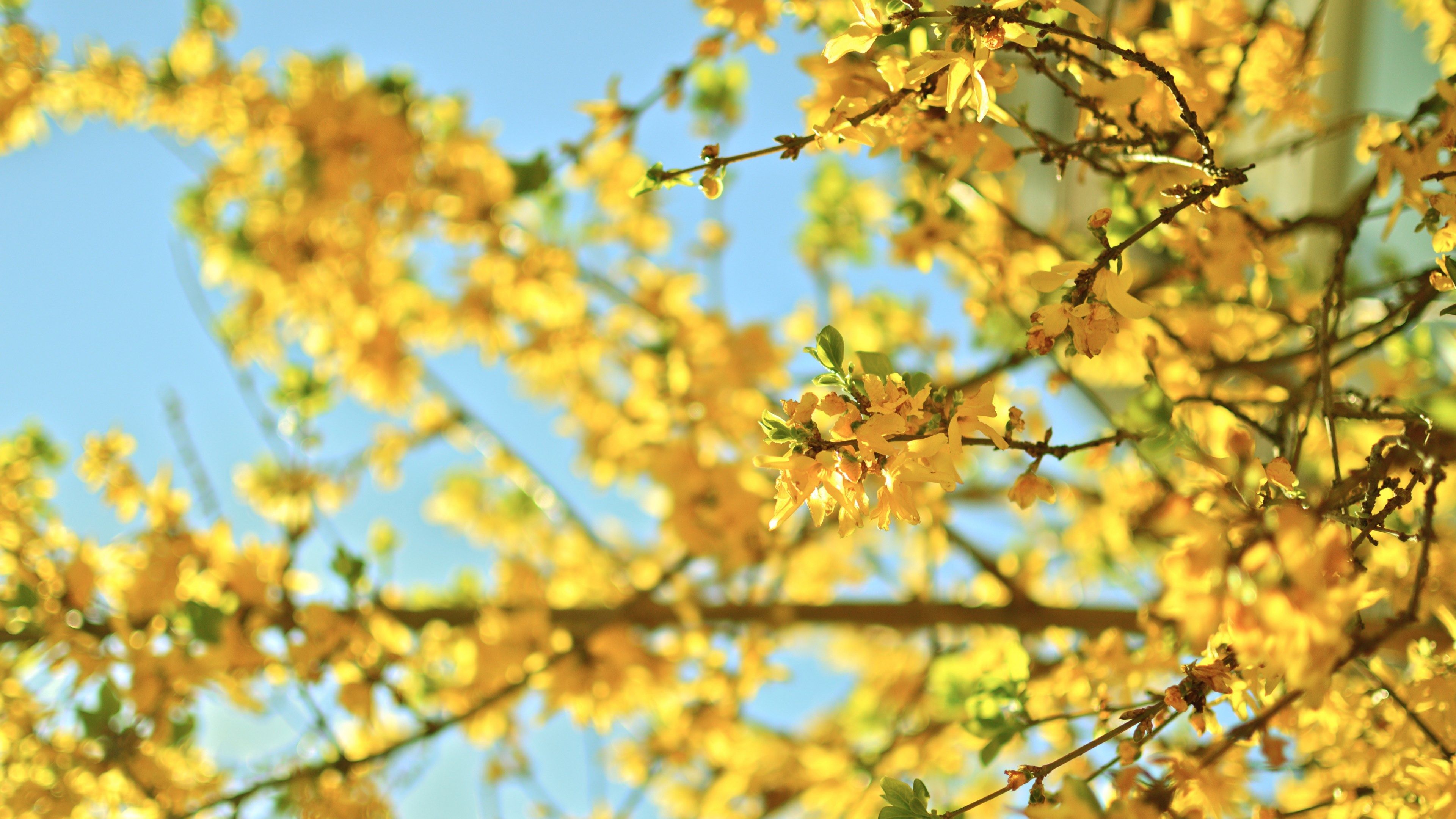 Wallpaper / a close up of branches covered with light yellow flowers in blossom, yellow blossom on branches 4k wallpaper free download