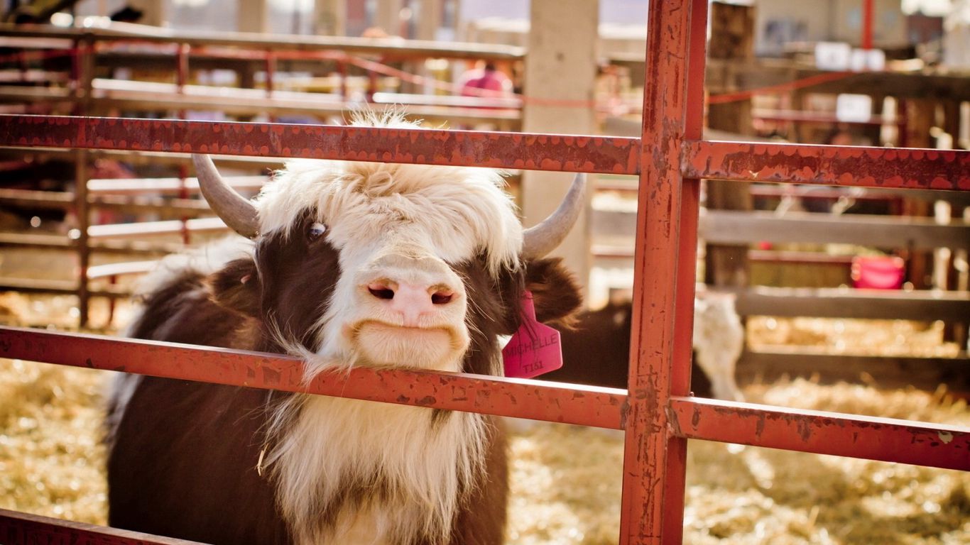 A cow with a pink tag on its ear looking through a fence. - Cow