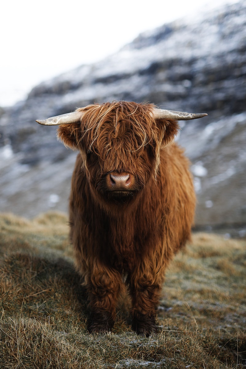 Highland Cattle Image Wallpaper