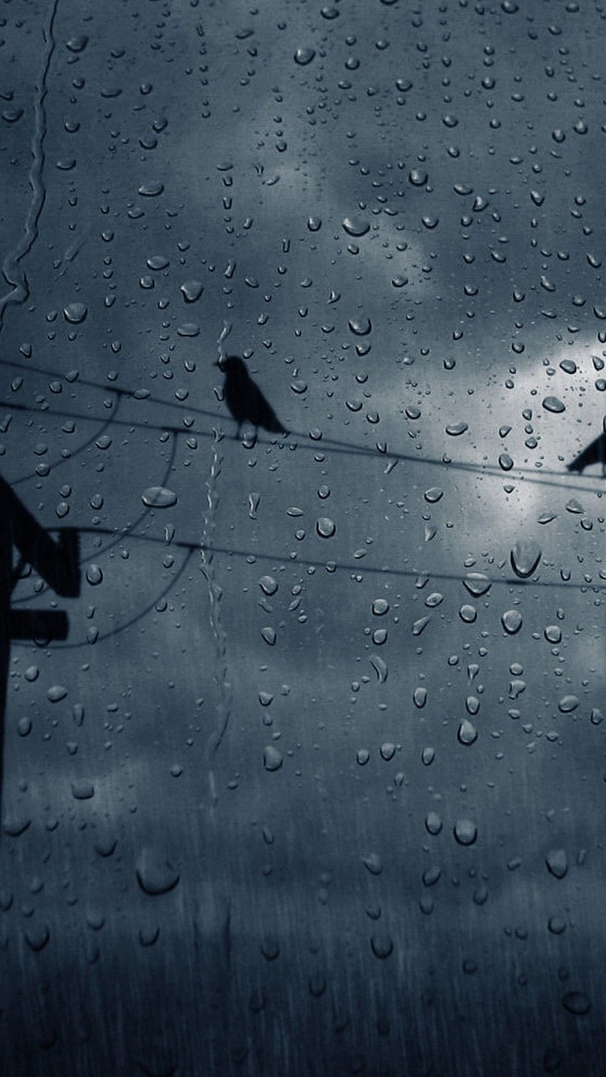 A bird sitting on a wire in the rain. - Rain