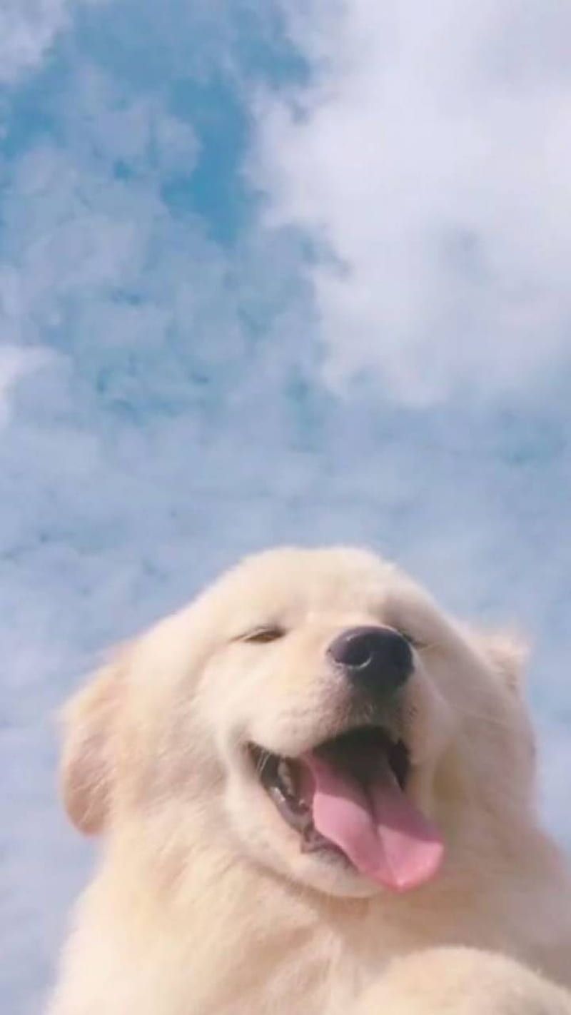 A dog with a blue sky background - Dog, puppy