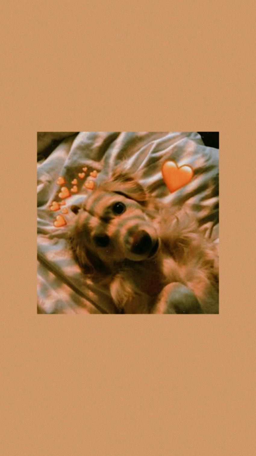 Cute Aesthetic Dog, Dog Aesthetic Sunflower HD phone wallpaper