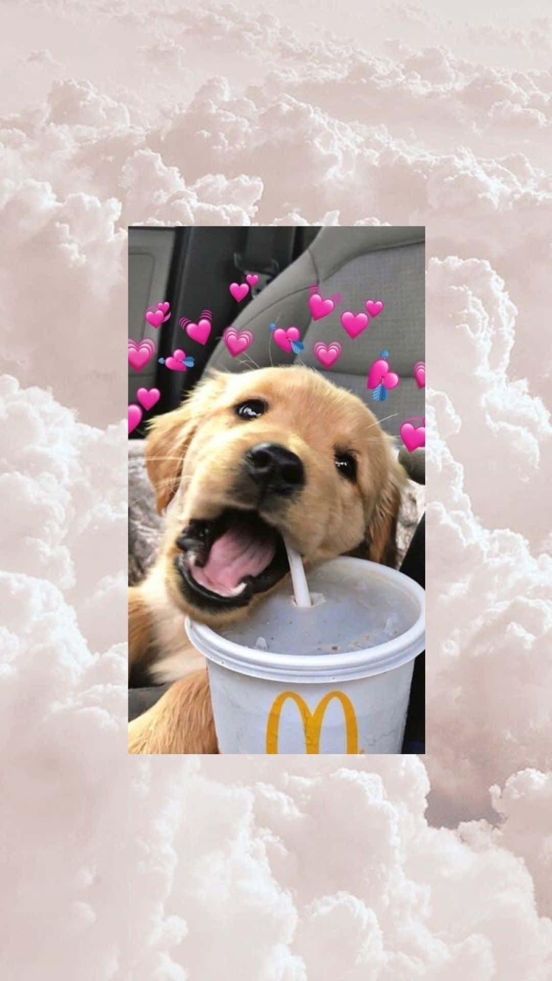 A dog is drinking milk from the mcdonald's cup - Dog, puppy