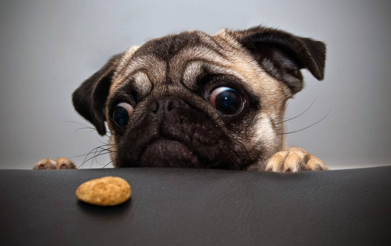 A pug dog looking at something on the floor - Dog