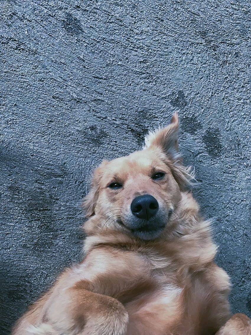 A dog laying on its back with its legs in the air - Dog, puppy