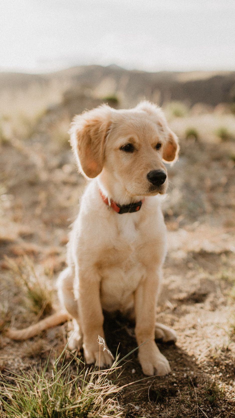 A small brown dog sitting on top of a dirt field. - Dog, puppy