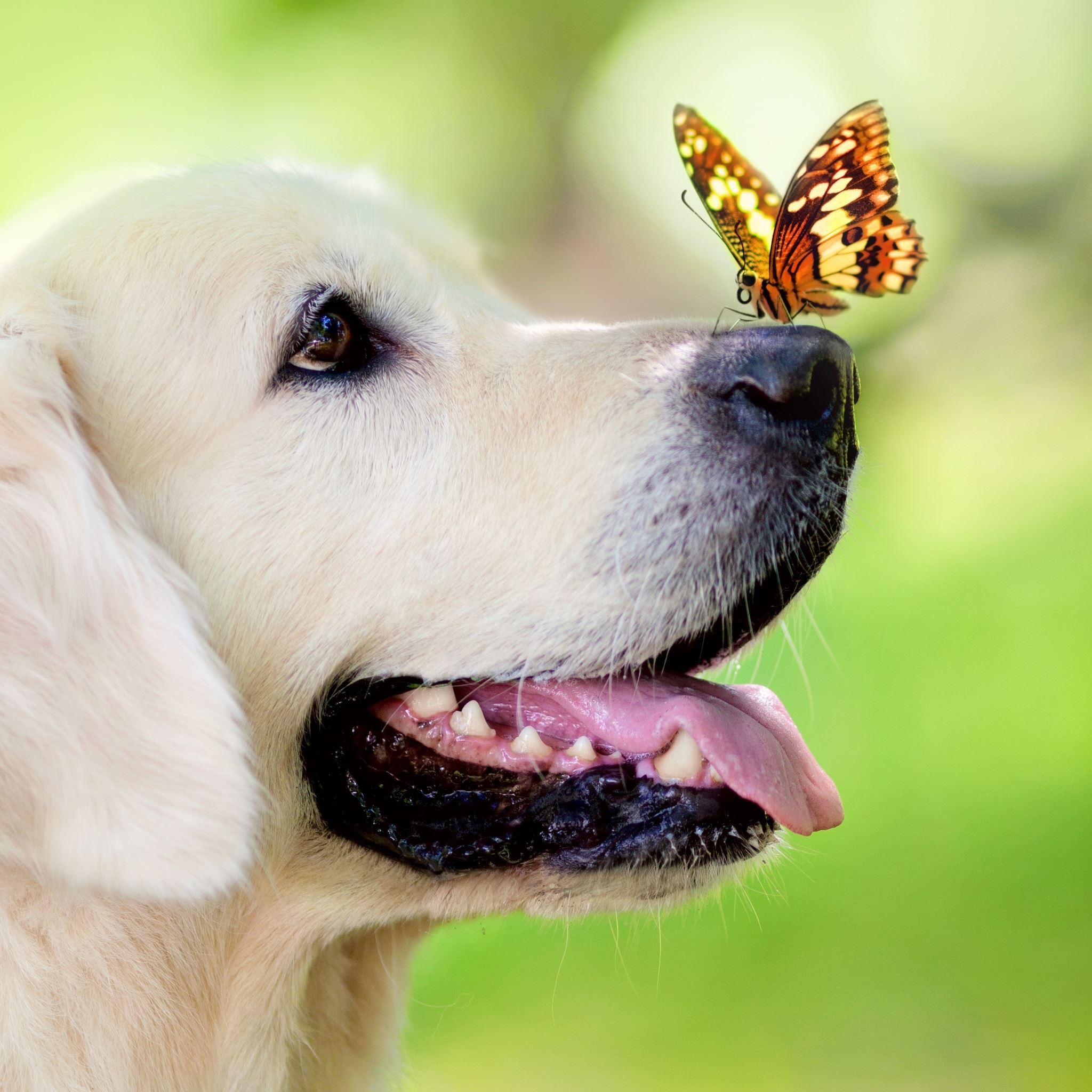 A dog is looking at butterfly in the air - Dog