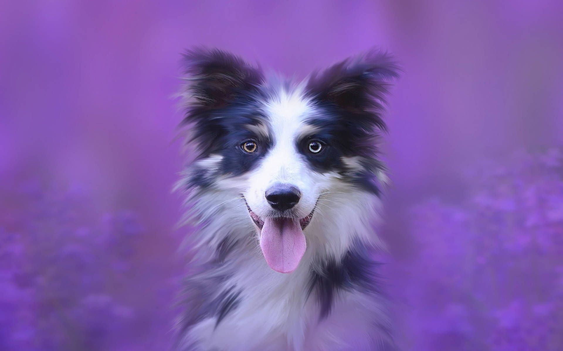 Download Cute Black And Purple Aesthetic Dog Wallpaper