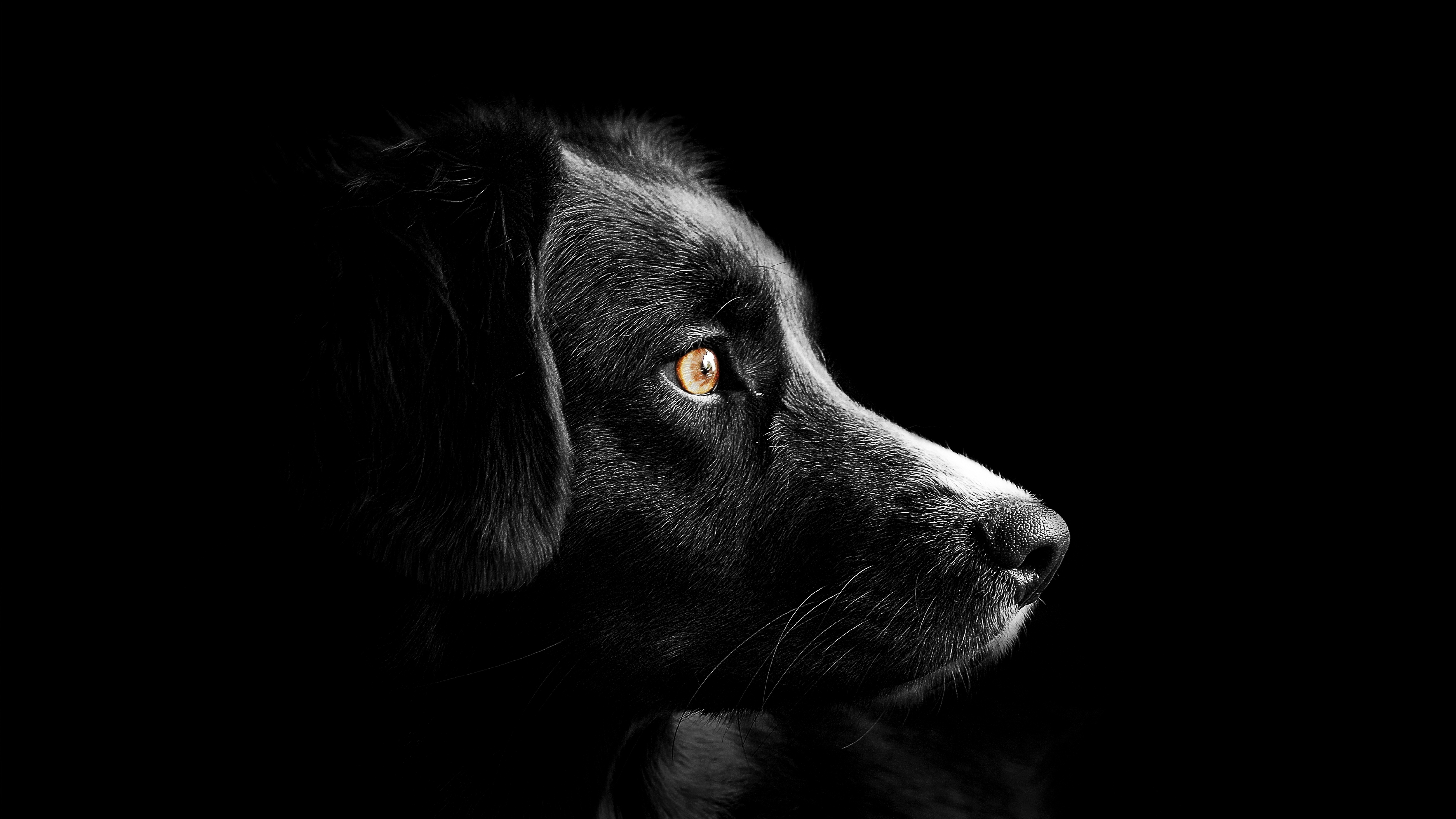 A black dog with yellow eyes in the dark - Dog