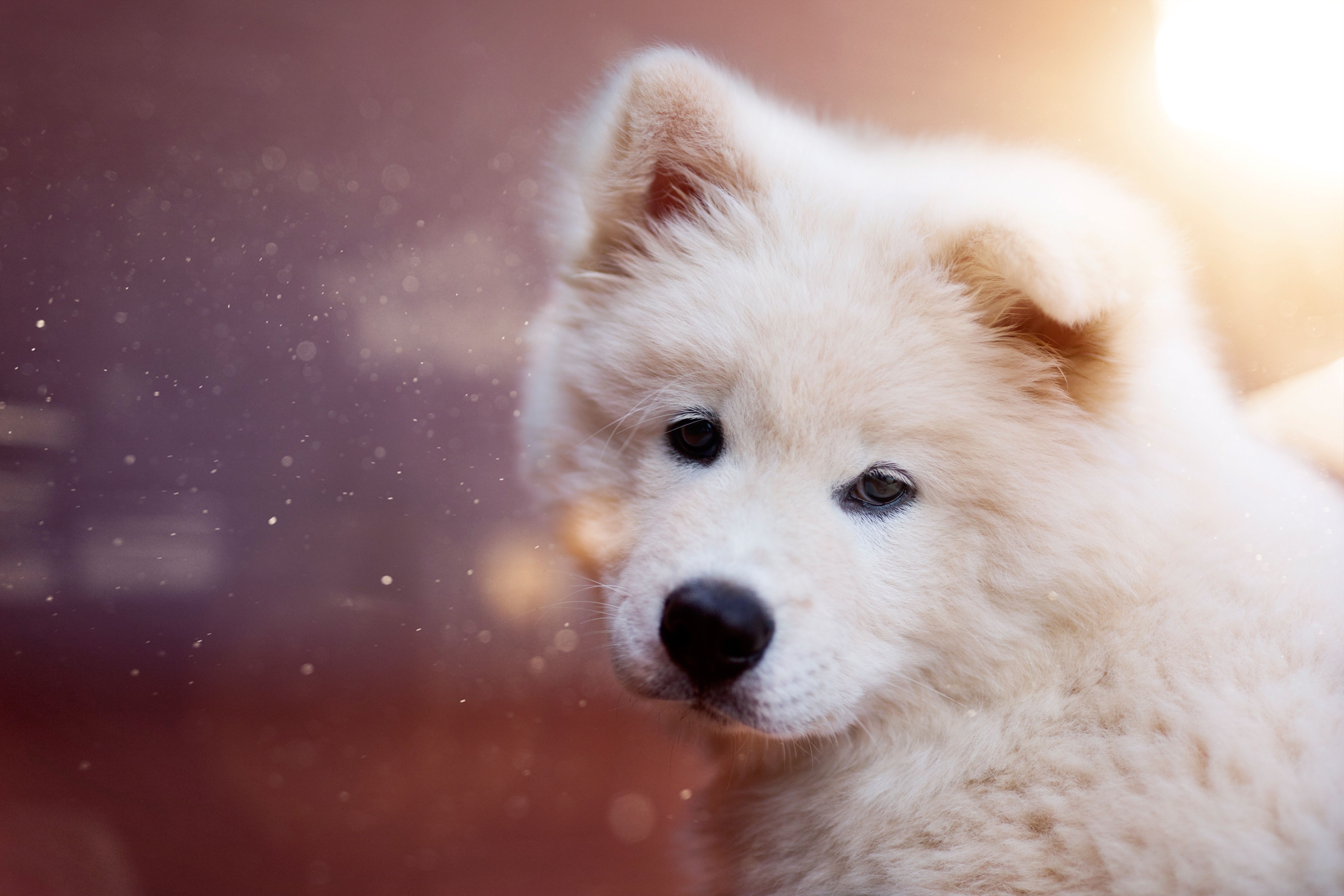 HD desktop wallpaper: Dogs, Dog, Animal, Puppy, Samoyed, Baby Animal download free picture