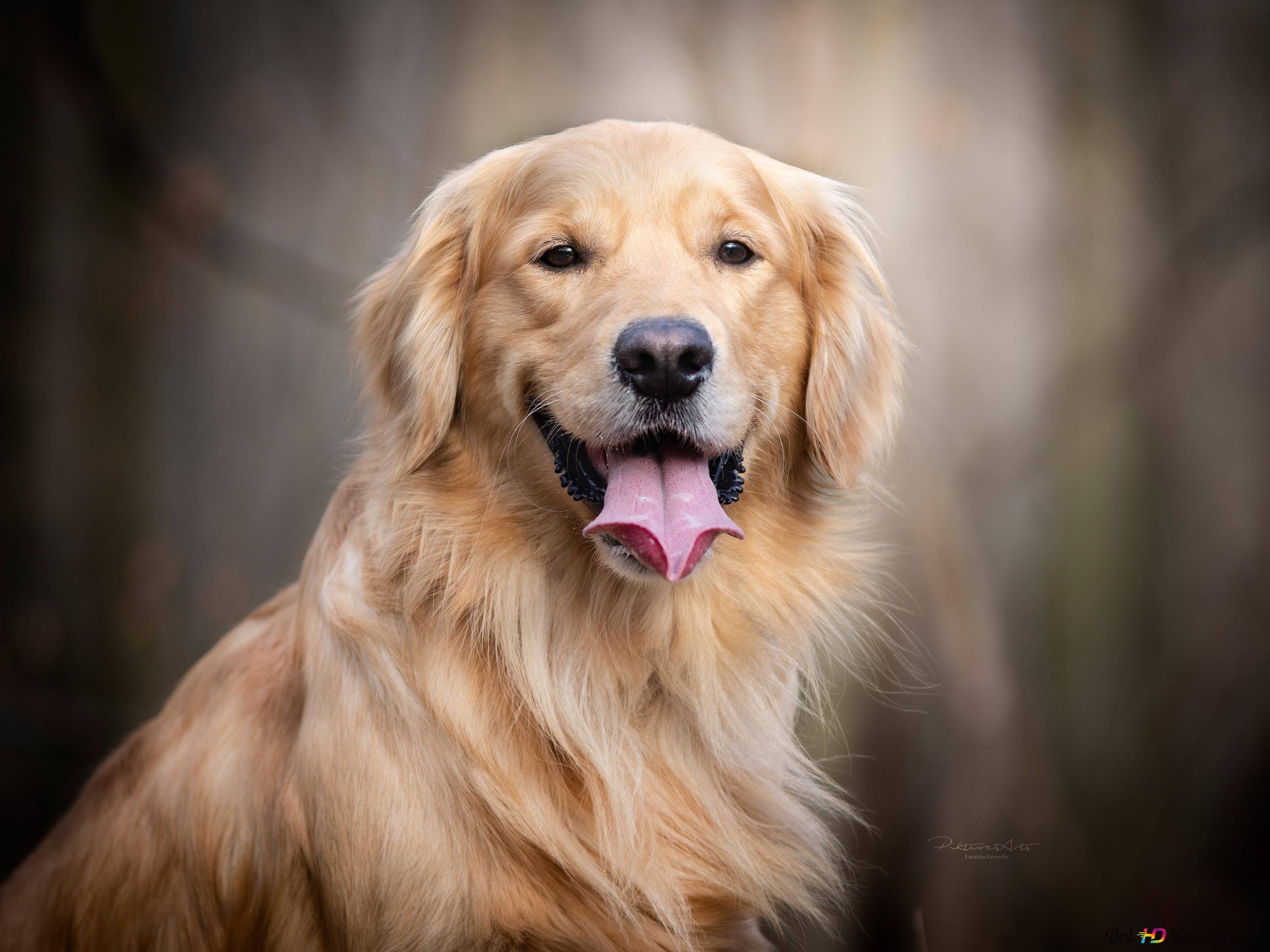 Cute dog golden retriever blurred in the foreground photo 4K wallpaper download