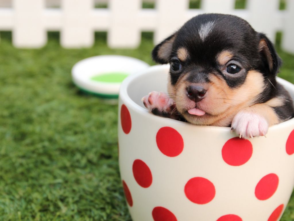 A puppy is sitting in the cup - Dog