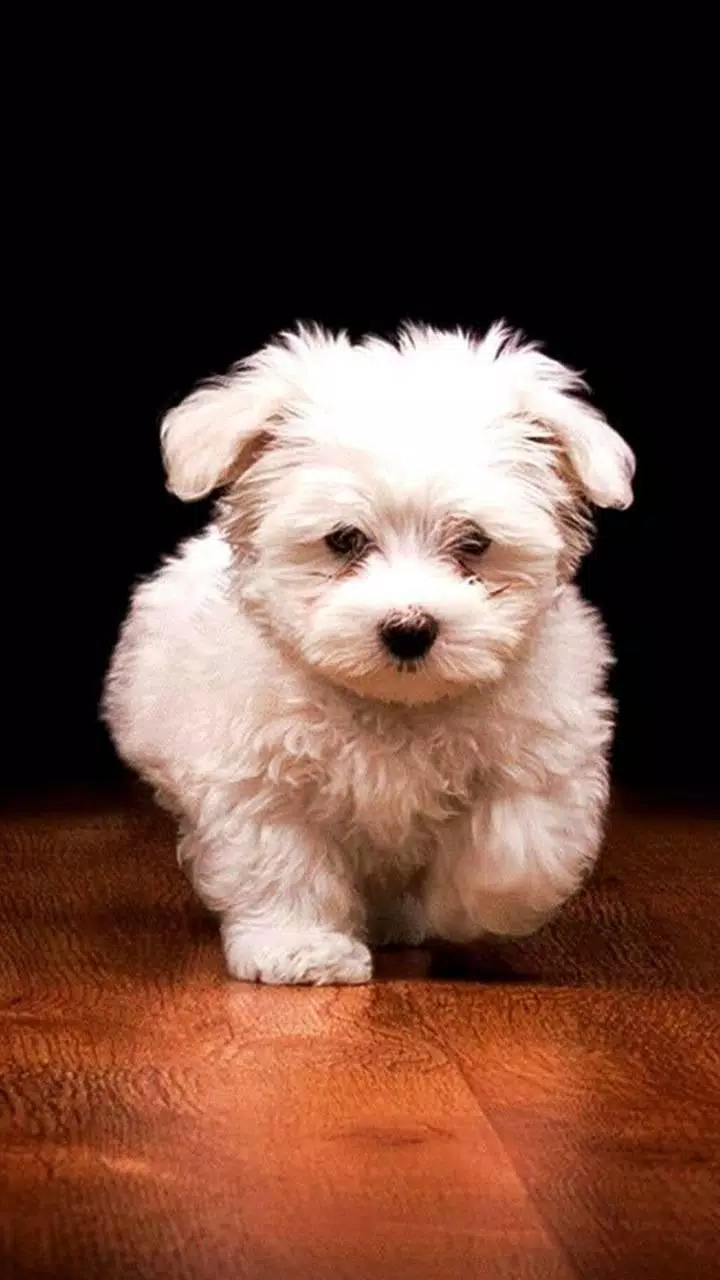 A white puppy is standing on the floor - Dog