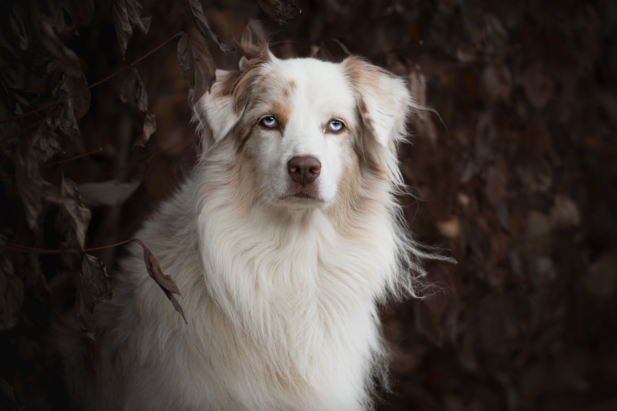 A dog with blue eyes is looking at the camera - Dog