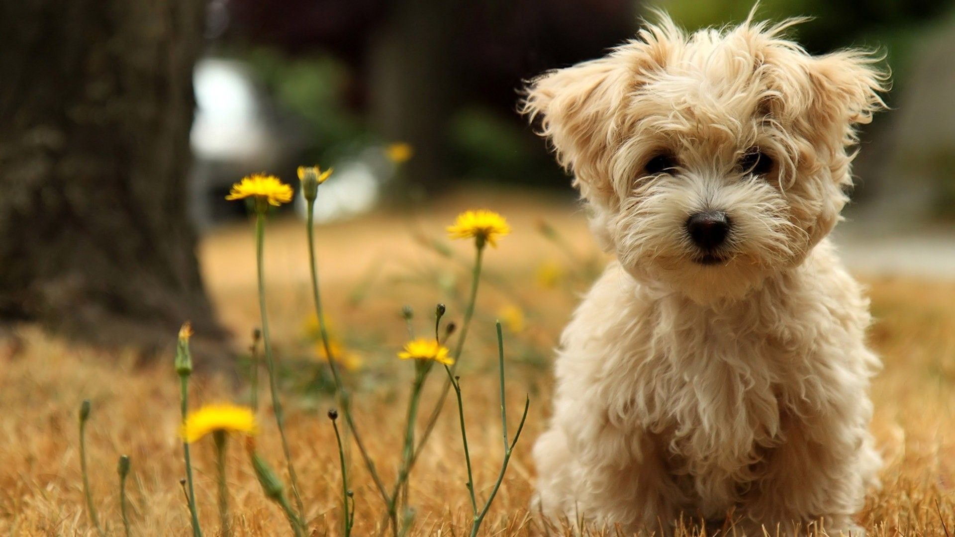 A small dog sitting in the grass - Dog