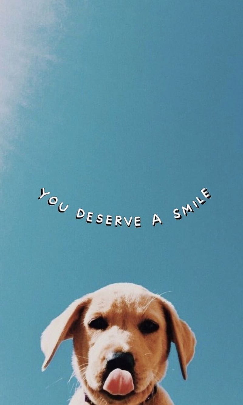 HD dog smile wallpaper