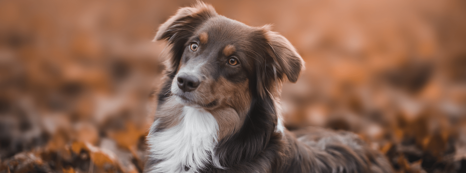 A dog sitting in the grass with its head turned - Dog