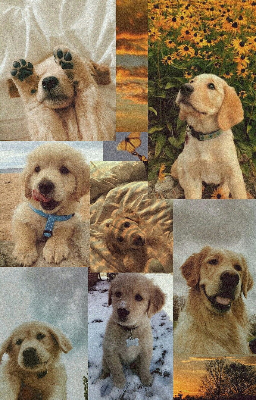 A collage of pictures with puppies in them - Dog