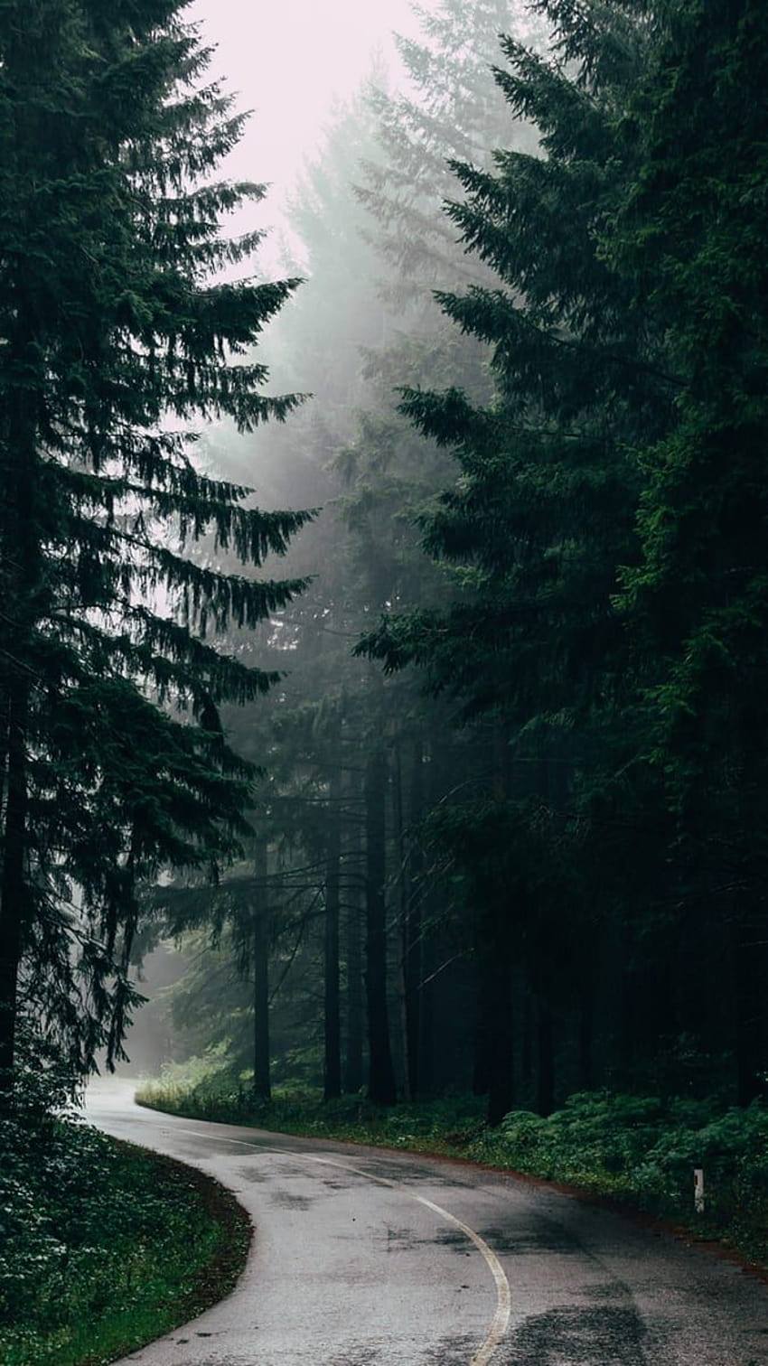 A foggy road surrounded by trees - Forest