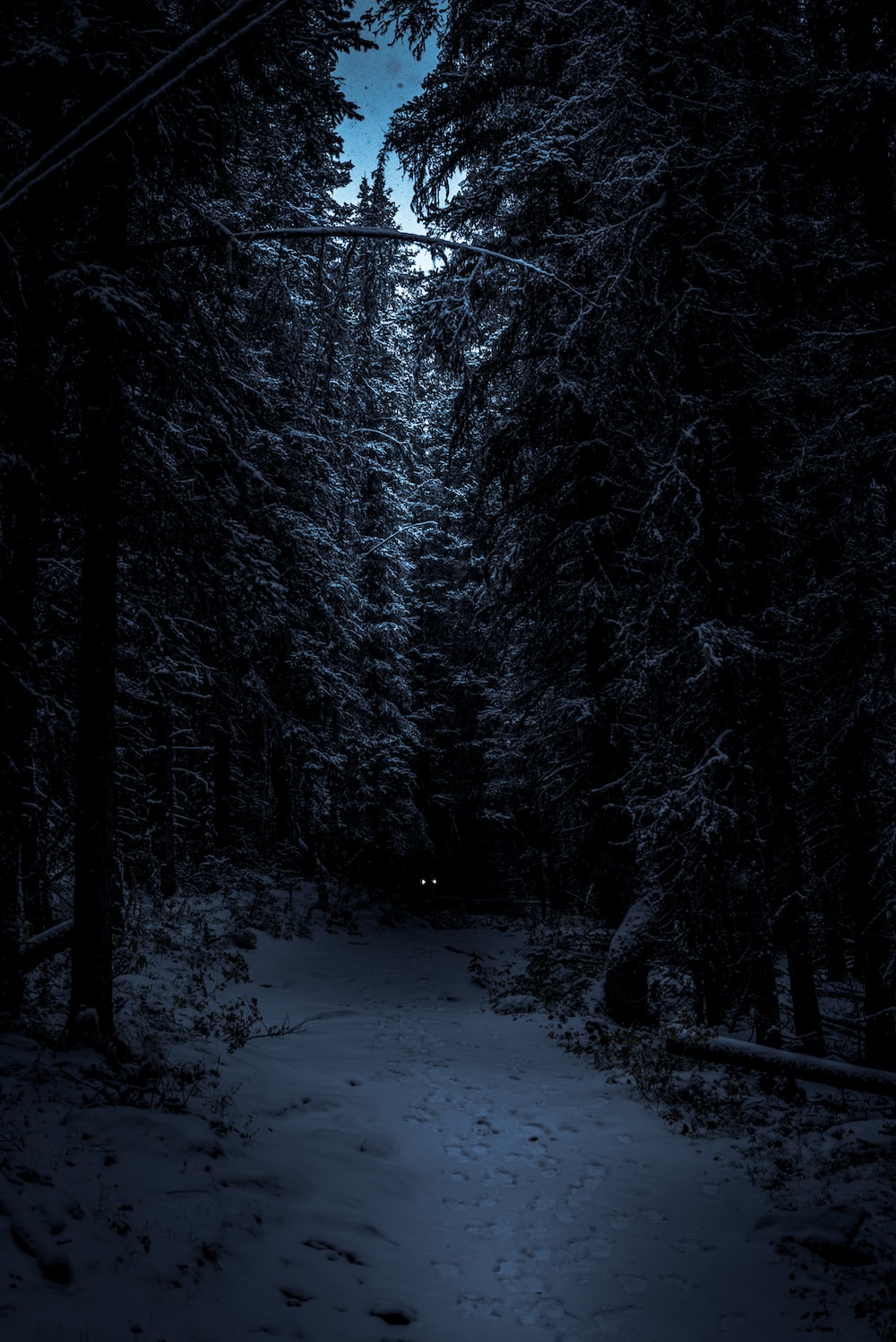 A snowy forest with trees and power lines - Forest