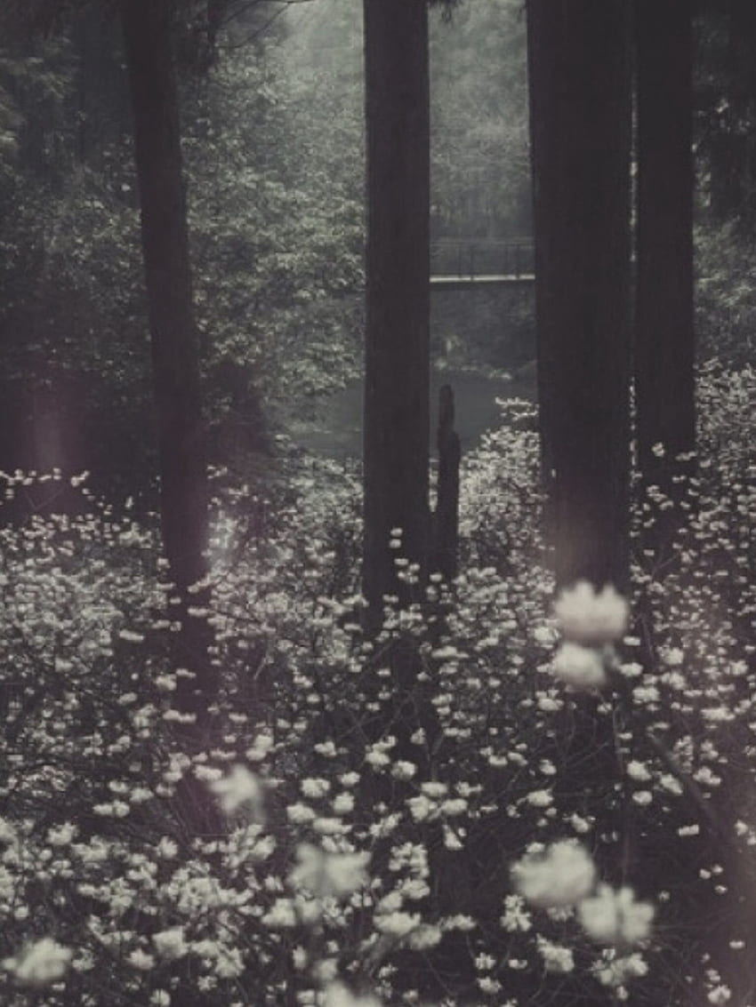 A black and white photo of flowers in the woods - Forest