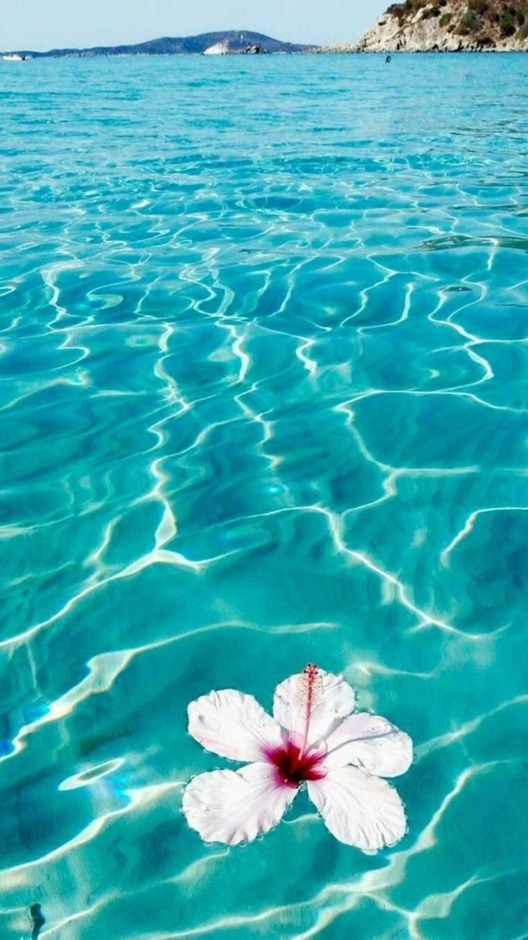 A white flower floating in the middle of the ocean. - Ocean, tropical