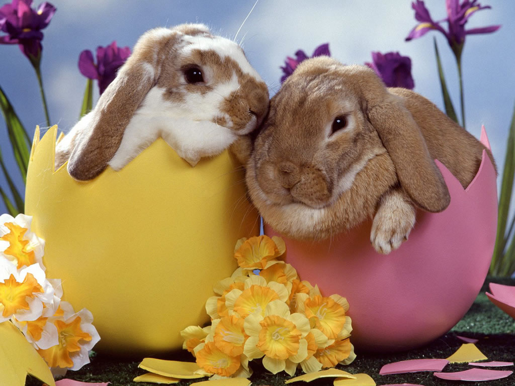 Two bunnies are sitting in a couple of eggs - Easter