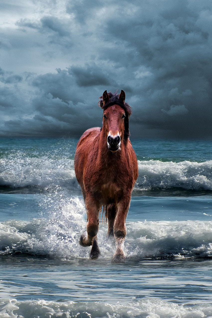 Horse : background & themes for Android, aesthetic horse HD phone wallpaper