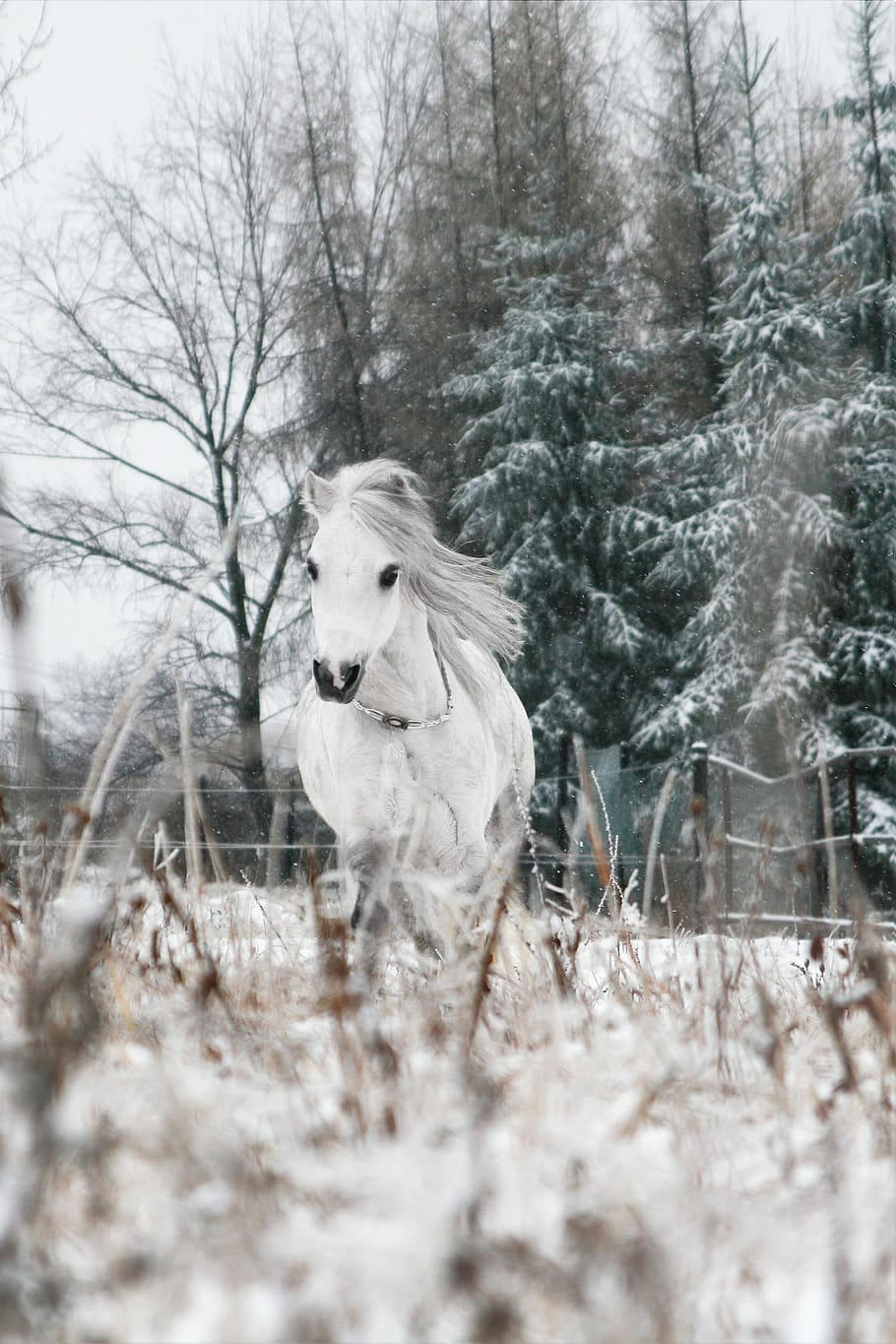 HD wallpaper: Horse, Pony, Animal, the horse, winter, snow, nature, mammal