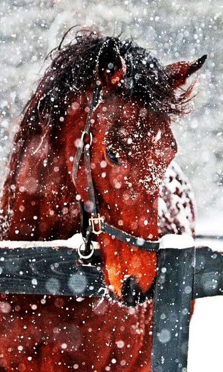 A horse standing in the snow with a fence in front of it. - Horse