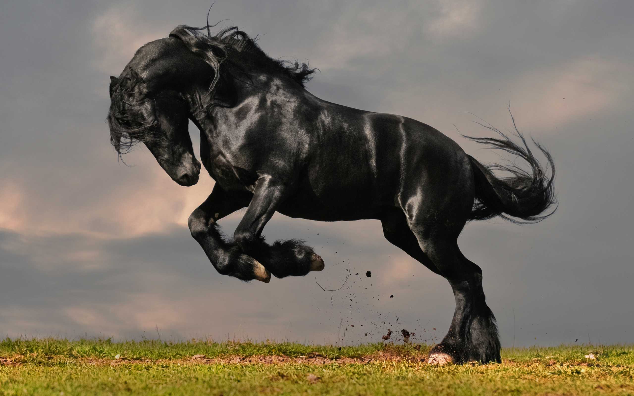 A black horse standing on its hind legs. - Horse