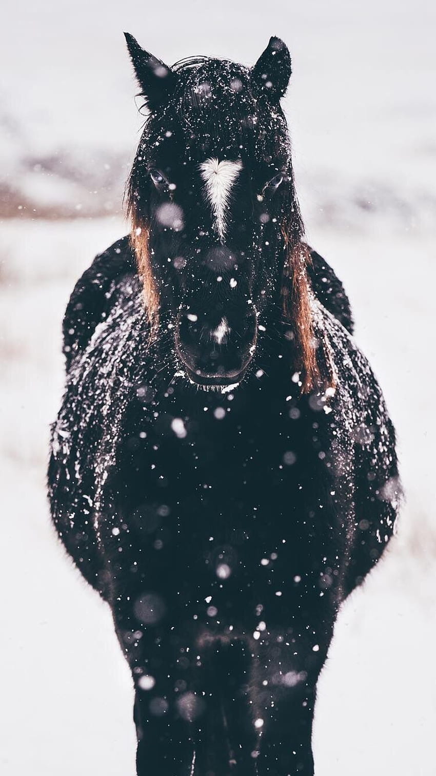 A black horse standing in the snow with a white heart on its forehead. - Horse