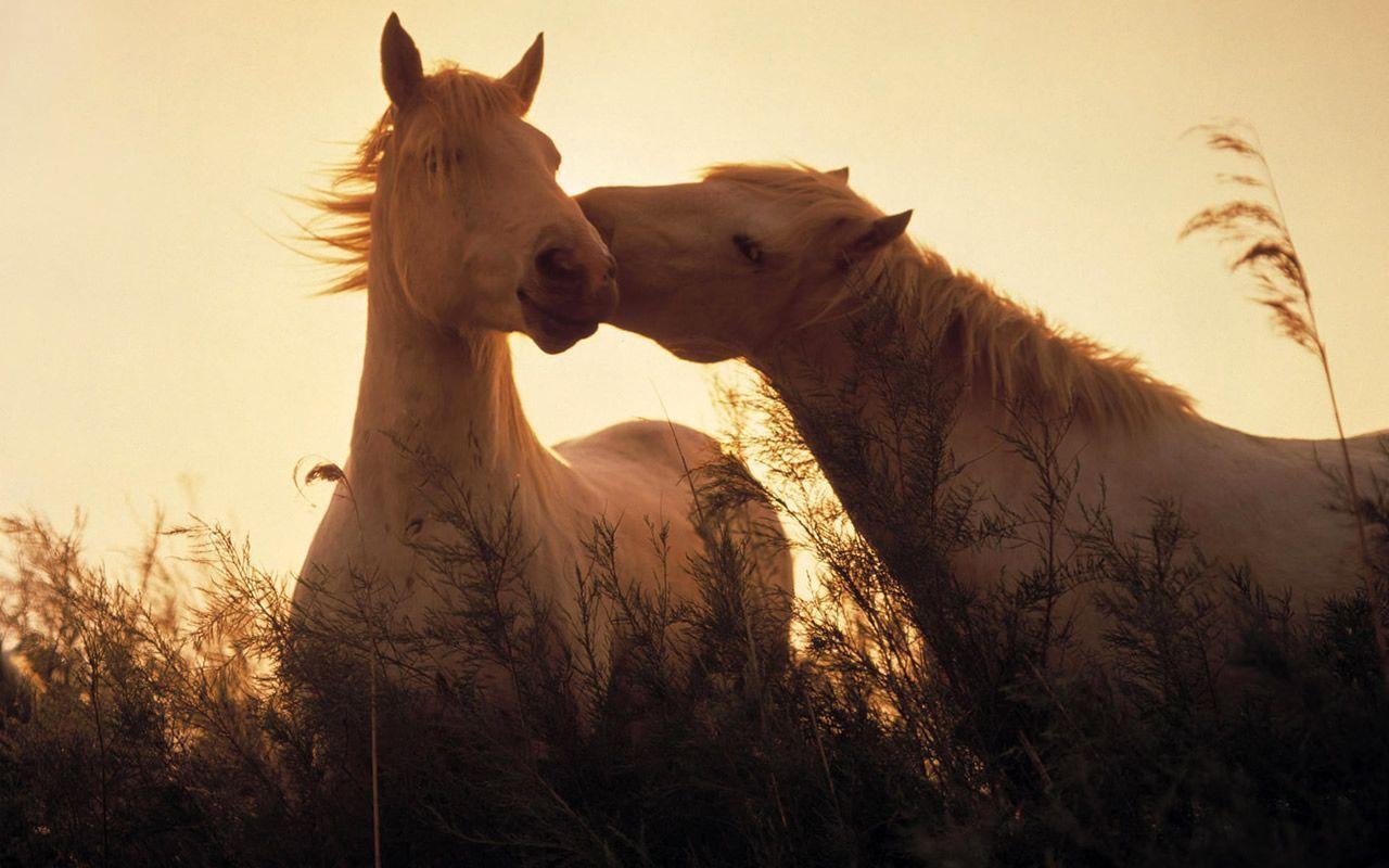 Two horses are standing in a field - Horse