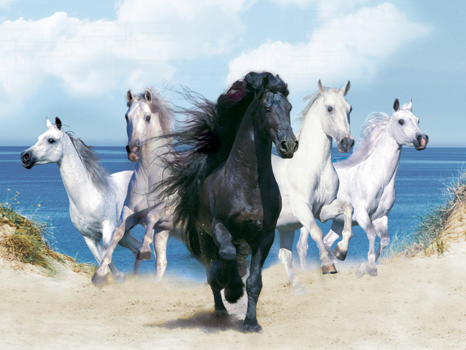 A group of horses running on the beach - Horse