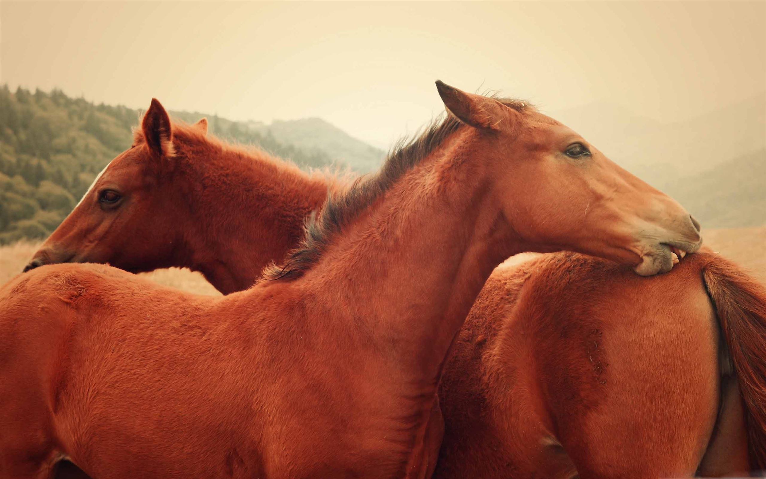 Two brown horses standing in a field - Horse