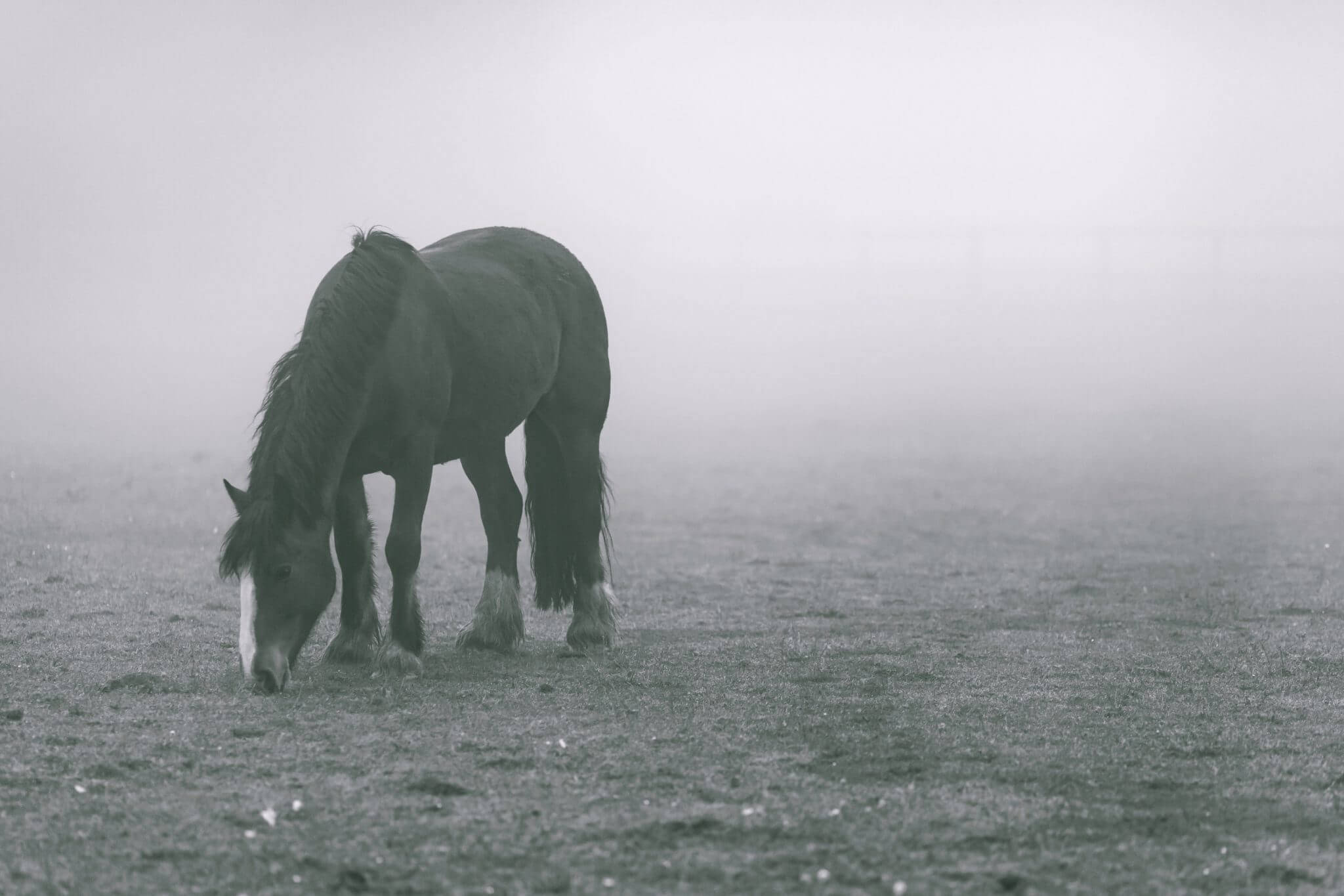 A horse is grazing in the fog - Horse