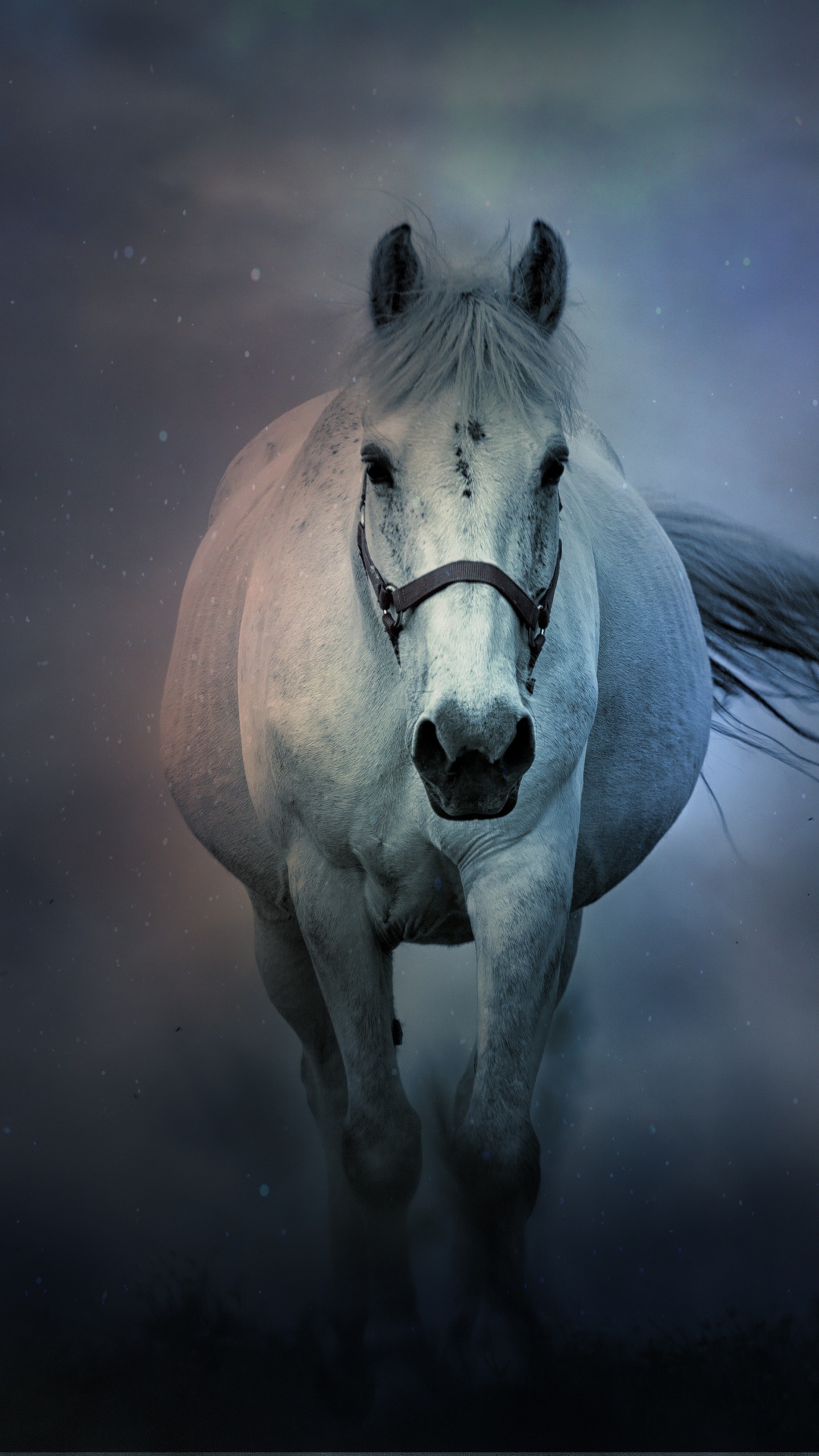 White horse Wallpaper 4K, Running Horse, Animals