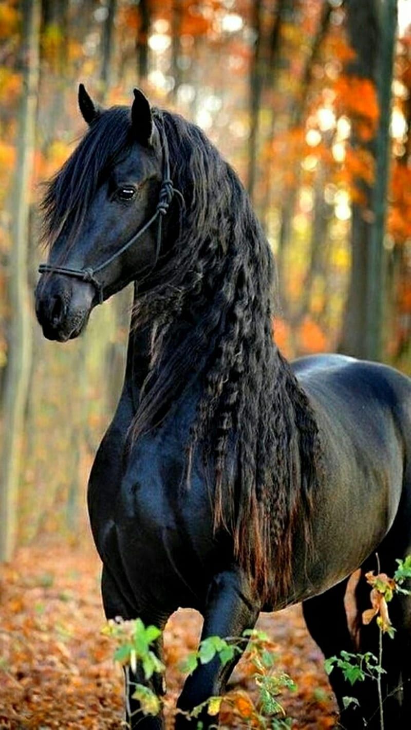 A black horse with long hair walking through the woods - Horse