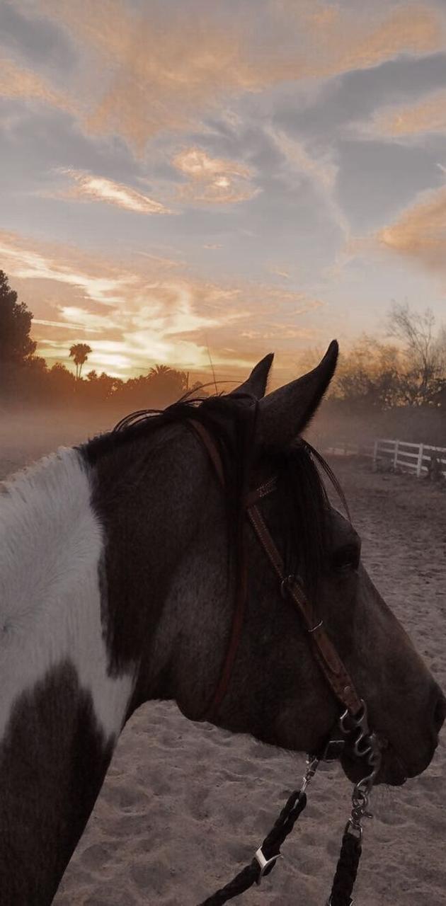 A horse with a bridle on looking at the camera - Horse