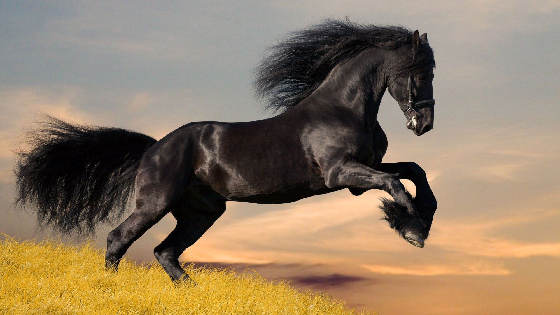 Horse Wallpaper Best Horse Wallpaper Download [ HD ]