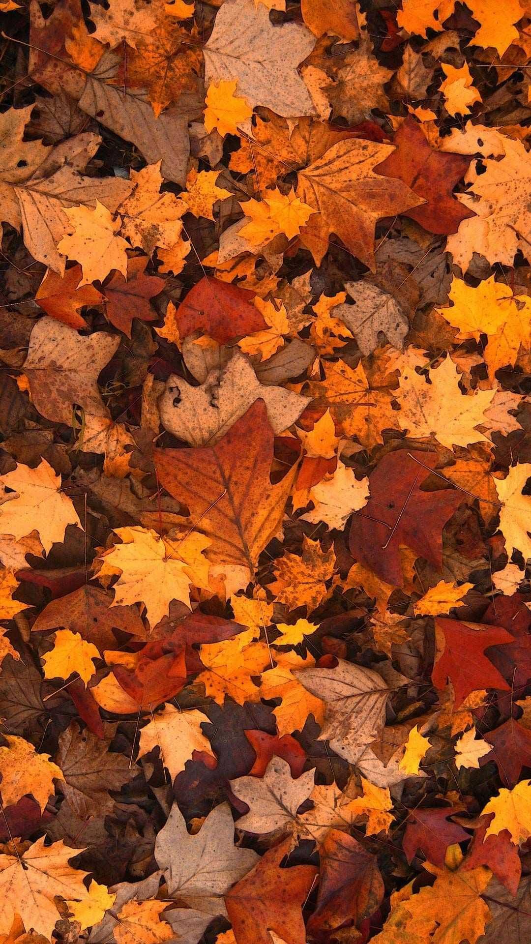 Fall iPhone Wallpaper & Background For FREE