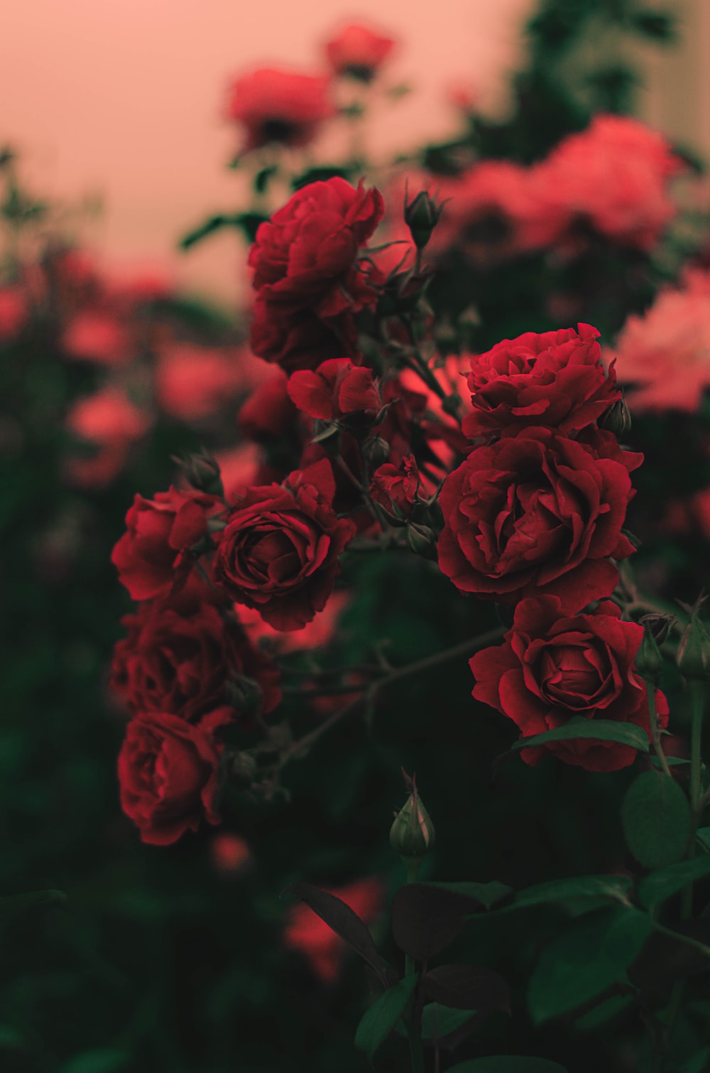Rose Picture [HD]. Download Free Image