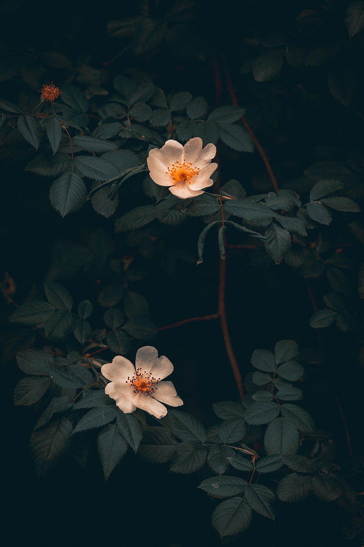 A pair of white flowers with green leaves - Roses