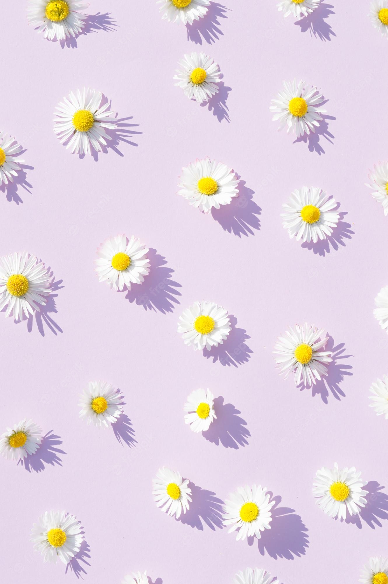 A close up of daisies on pink background - Daisy