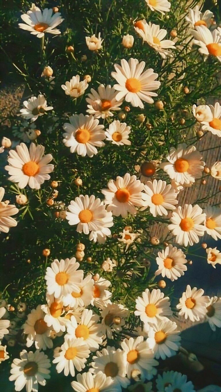 A bunch of white and yellow flowers - Daisy, mental health