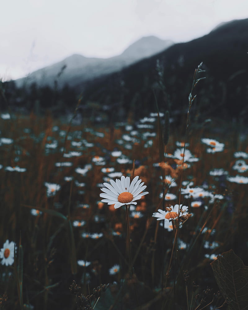 A field of daisies with a mountain in the background - Daisy