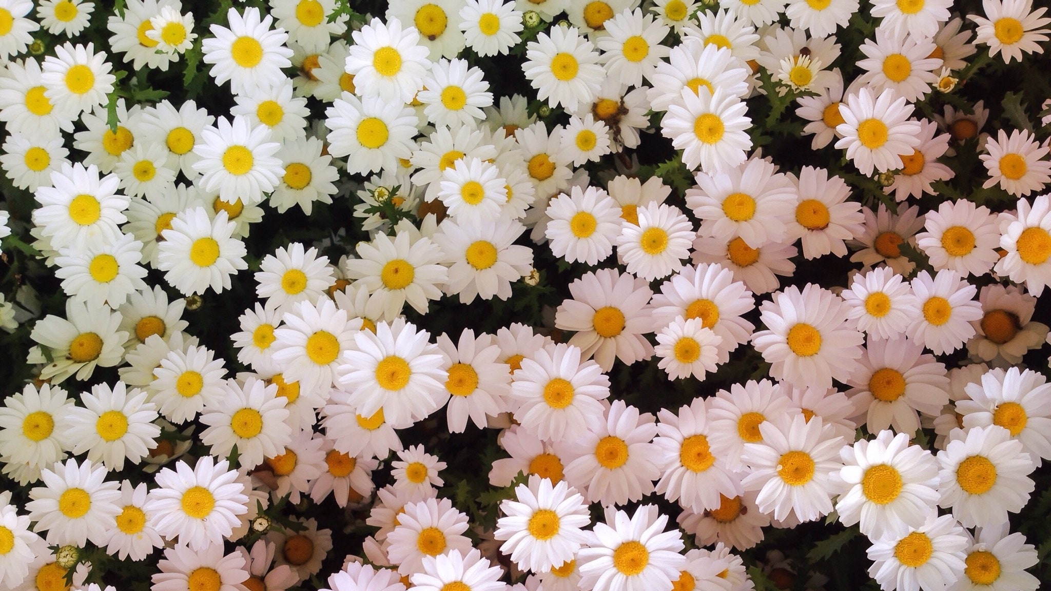 A close up of many white and yellow flowers - Daisy