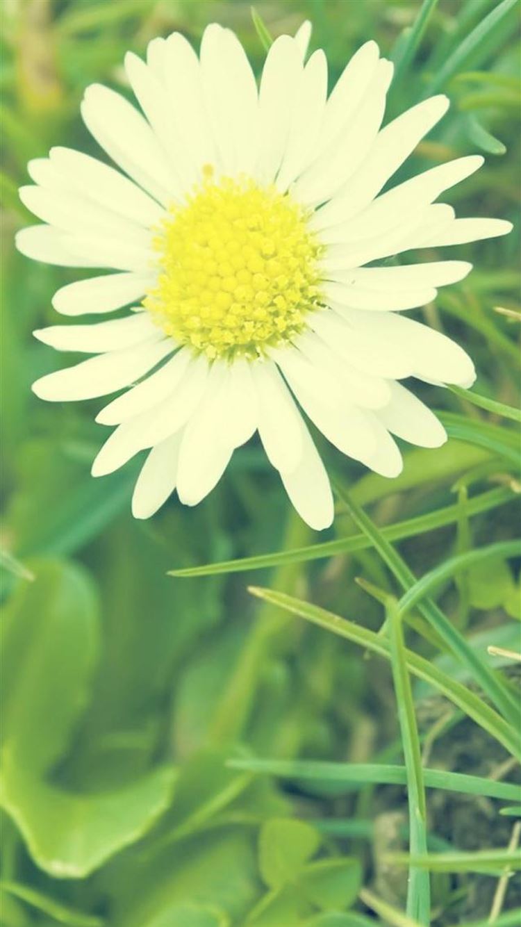 A white daisy in the grass with green leaves - Daisy